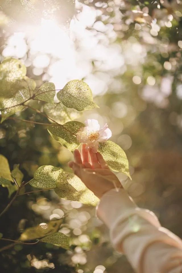 A hand reaching gently towards a pale flower in dappled sunlight
